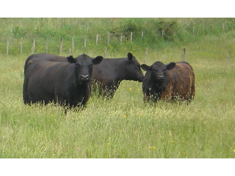 721 Sunnyside Road, Sunnyside TAS 7305