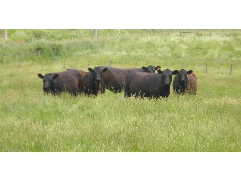 721 Sunnyside Road, Sunnyside TAS 7305