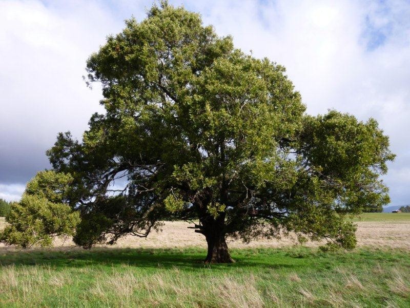 498 Sunnyside Road, Sunnyside TAS 7305