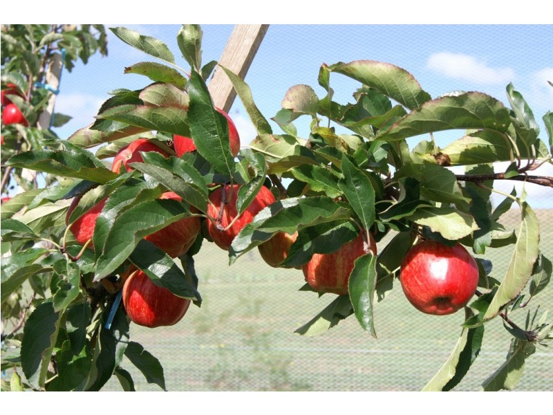 39 Formby Street, Sheffield TAS 7306