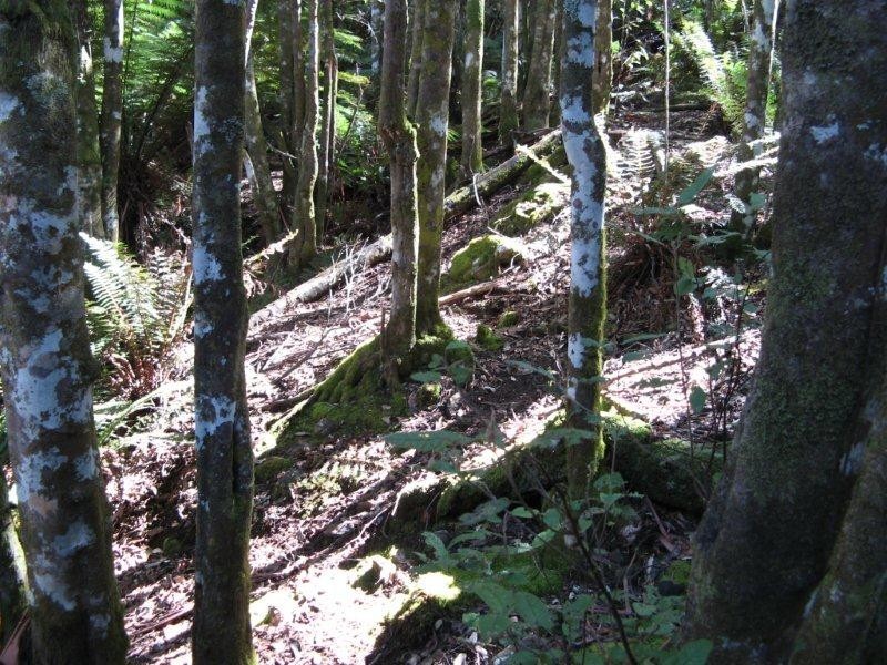 705 Cradle Mountain Road, Erriba TAS 7310