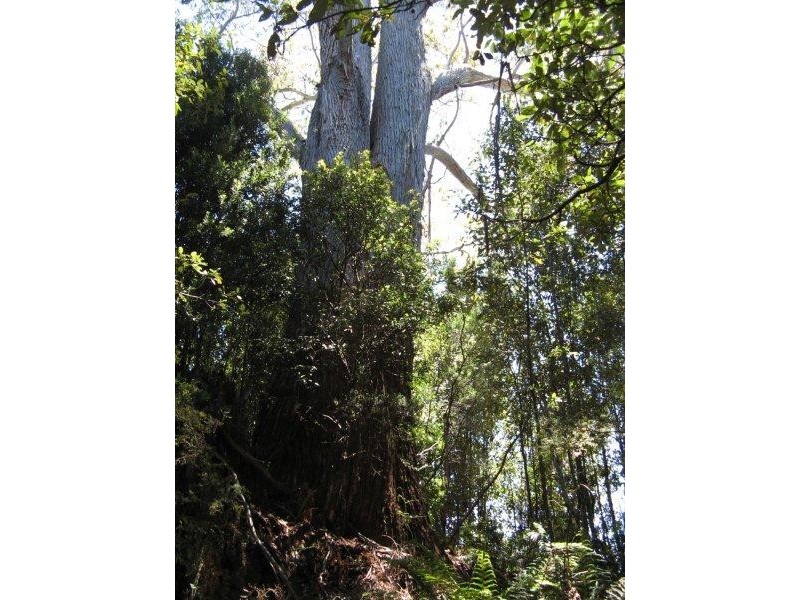705 Cradle Mountain Road, Erriba TAS 7310