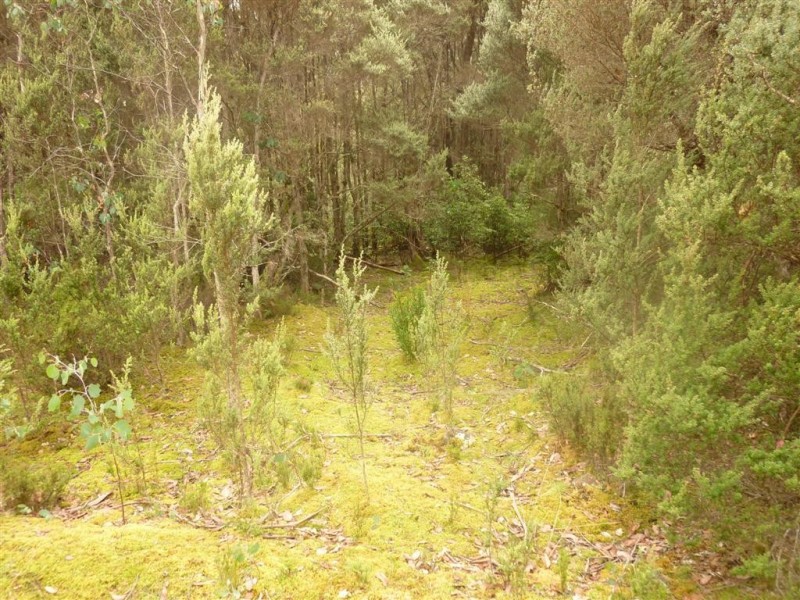 . Cradle Mountain Road, Moina TAS 7310