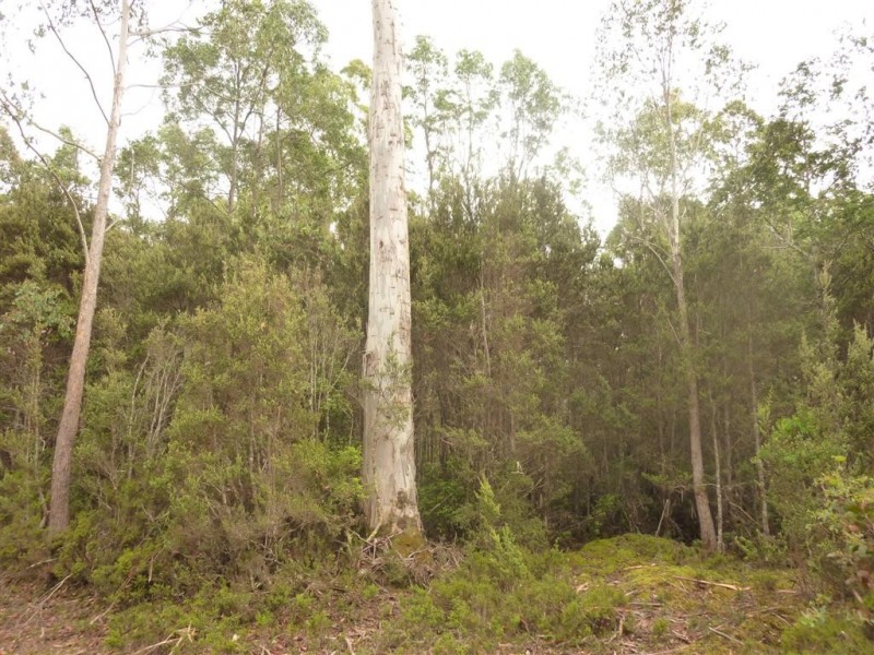 . Cradle Mountain Road, Moina TAS 7310