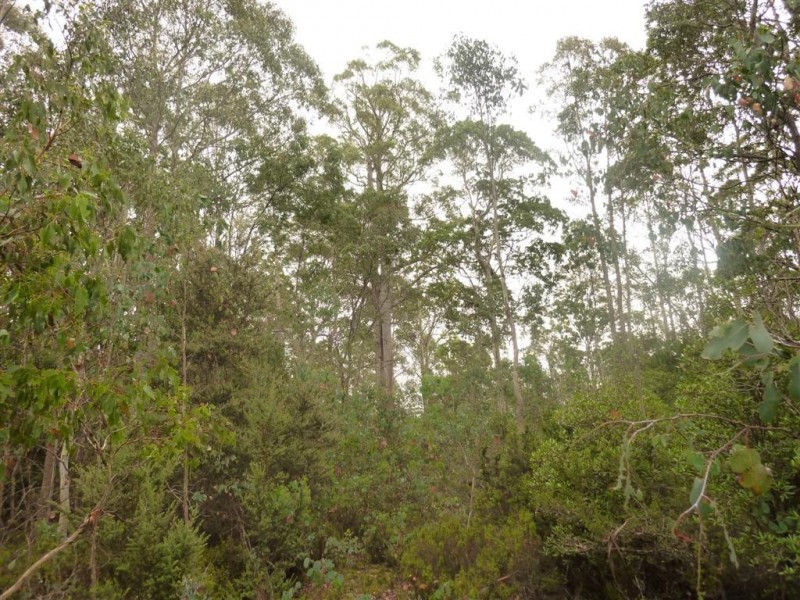 . Cradle Mountain Road, Moina TAS 7310