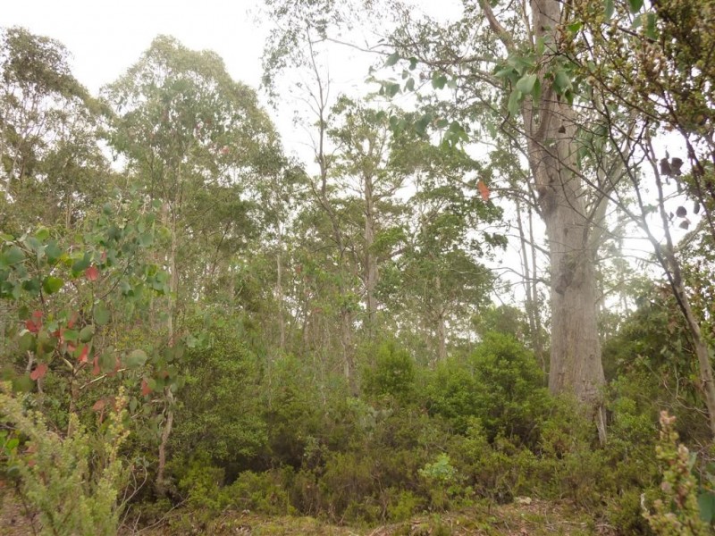 . Cradle Mountain Road, Moina TAS 7310