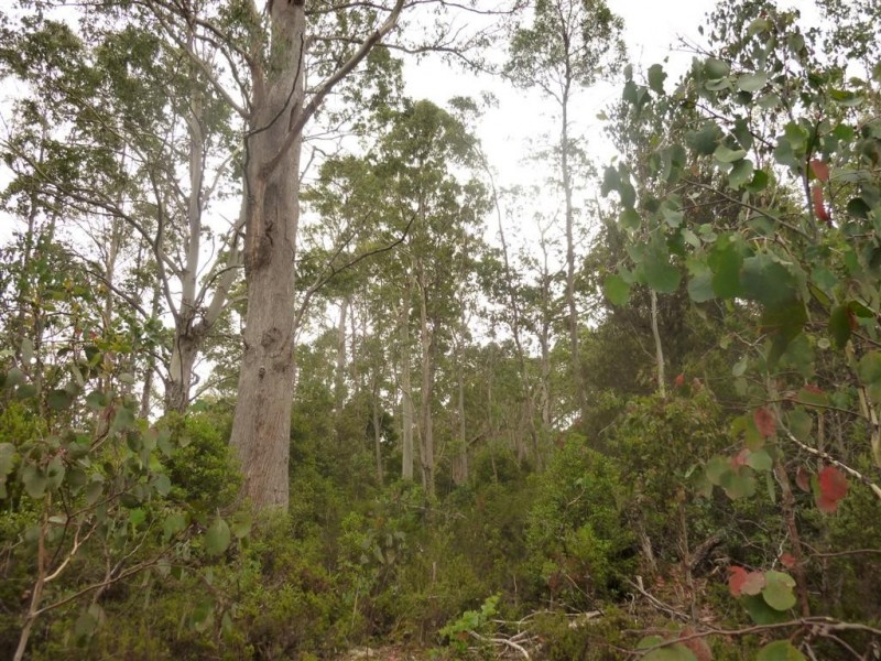. Cradle Mountain Road, Moina TAS 7310