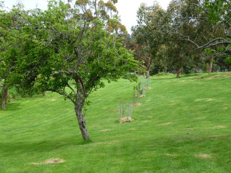 92 Cradle Mountain Road, Wilmot TAS 7310