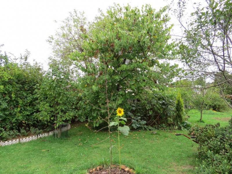 35 Ennis Avenue, Railton TAS 7305