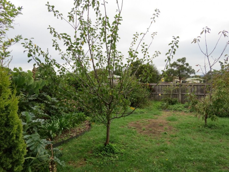 35 Ennis Avenue, Railton TAS 7305