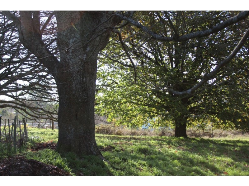 18 Morrison Street, Kimberley TAS 7304