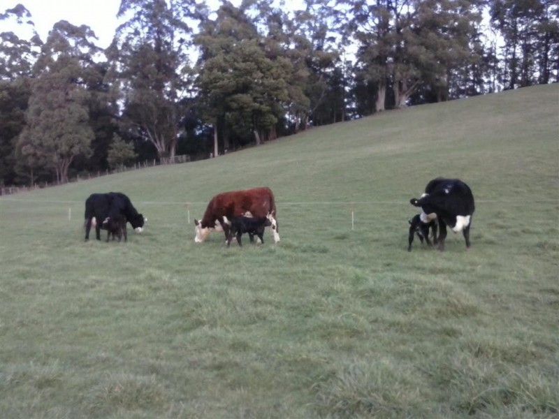 46 Frankcombes Road, Wilmot TAS 7310