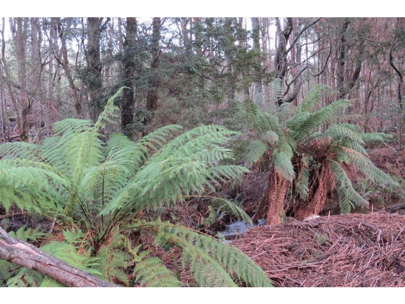 311 Staverton Road, Promised Land TAS 7306