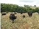 RA 227 Alcomie Road, Alcomie, Smithton TAS 7330