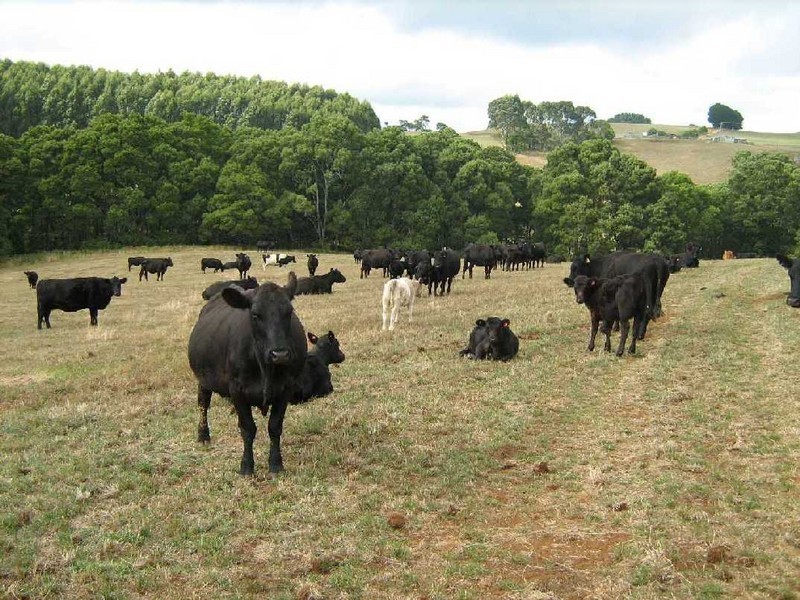 RA 227 Alcomie Road, Alcomie, Smithton TAS 7330