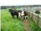1549 Trowutta Road EDITH CREEK, Smithton TAS 7330