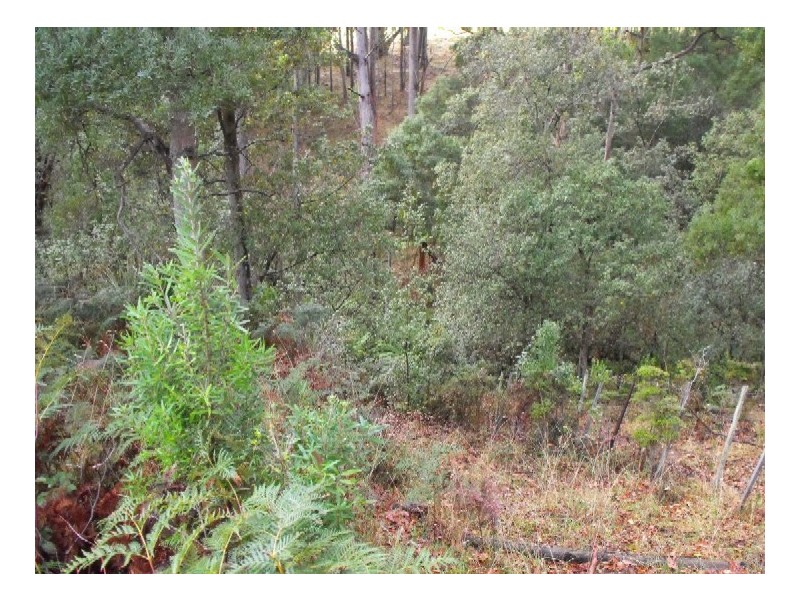 Lot 6 3 Rubida Drive, Scotchtown, Smithton TAS 7330