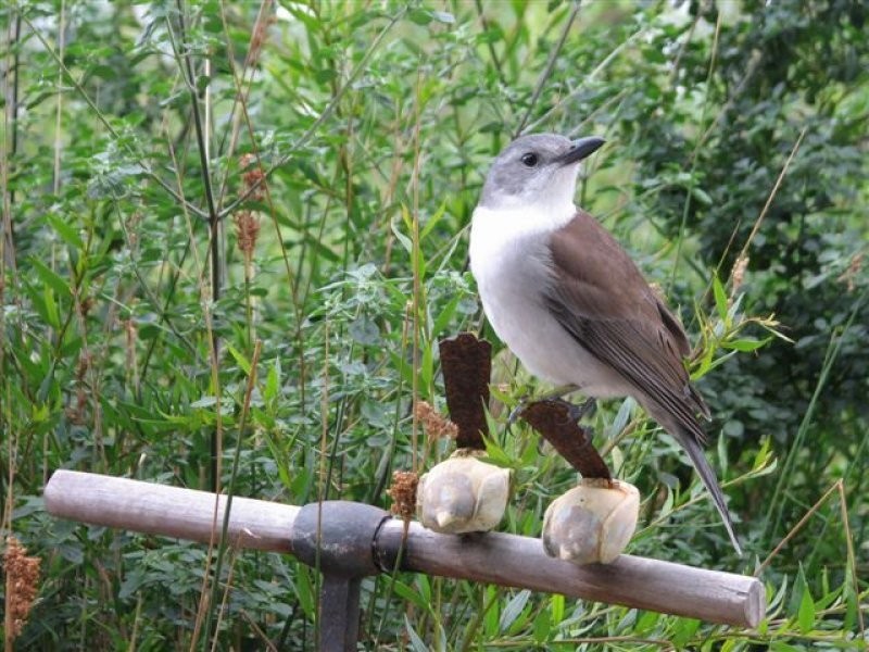 Lot 1, 413 Pirates Bay Drive, Eaglehawk Neck TAS 7179