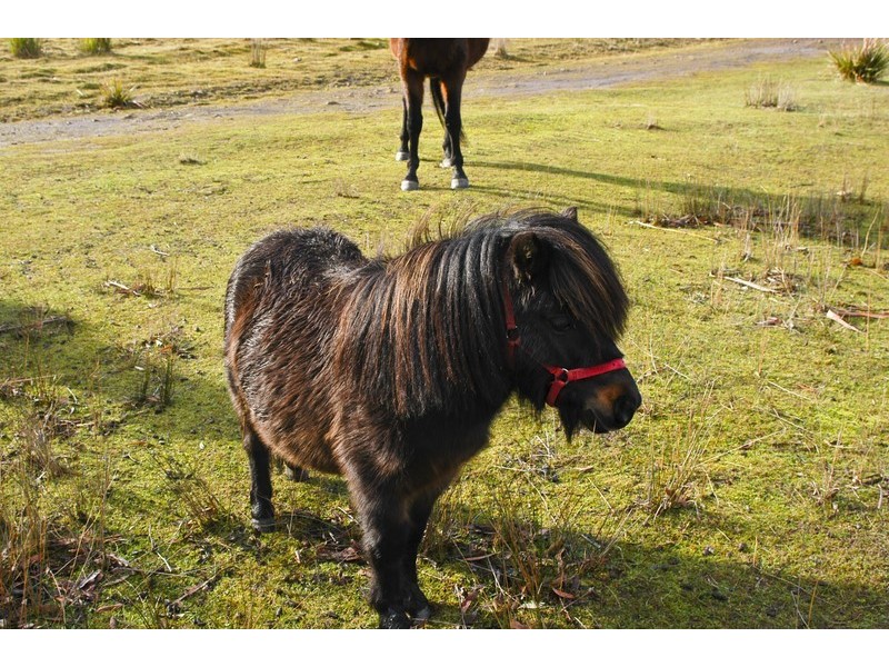 Lot 3 Phipps Road, Runnymede TAS 7190