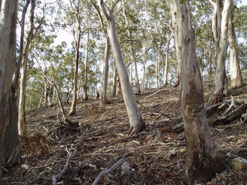 Lot 1 Sugarloaf Road, Forcett TAS 7173