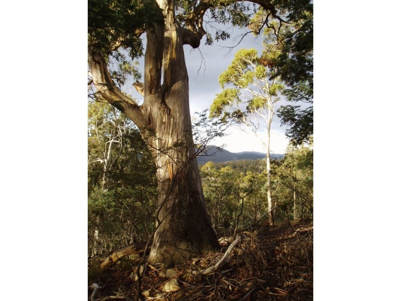 Lot 1 Sugarloaf Road, Forcett TAS 7173
