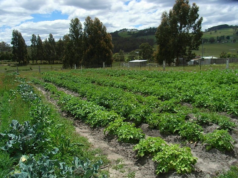13 Dransfields Road, Copping TAS 7174