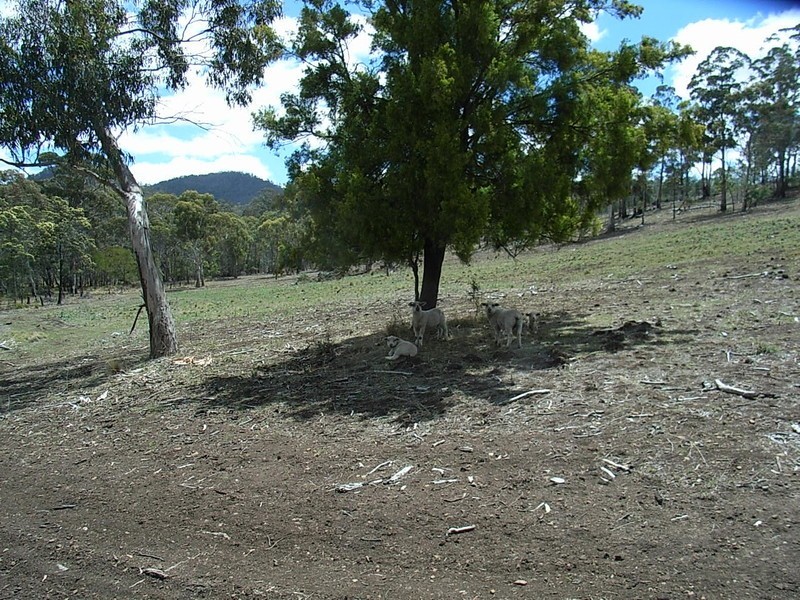 Lot 1 Thornton Drive, Orielton TAS 7172