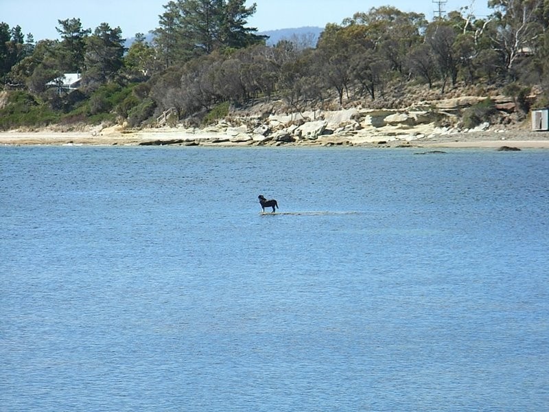 5 Paneminner Street, Dodges Ferry TAS 7173