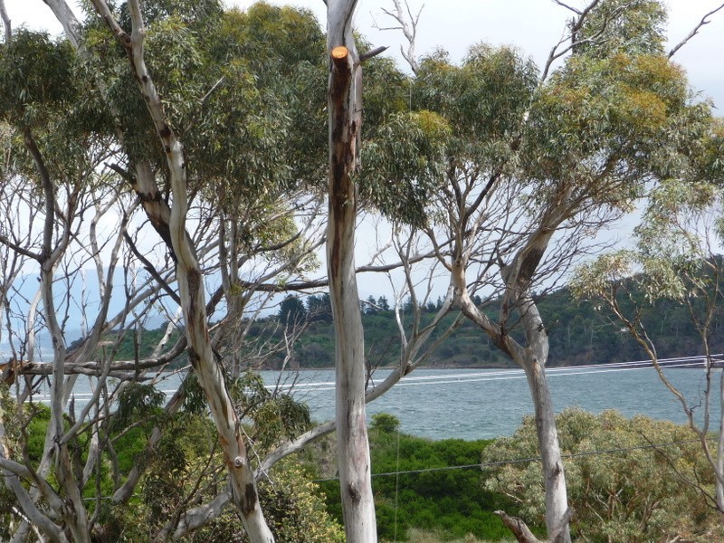 41 Myrica Street, Primrose Sands TAS 7173