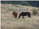 Lot 1 Nugent Road, Wattle Hill TAS 7172