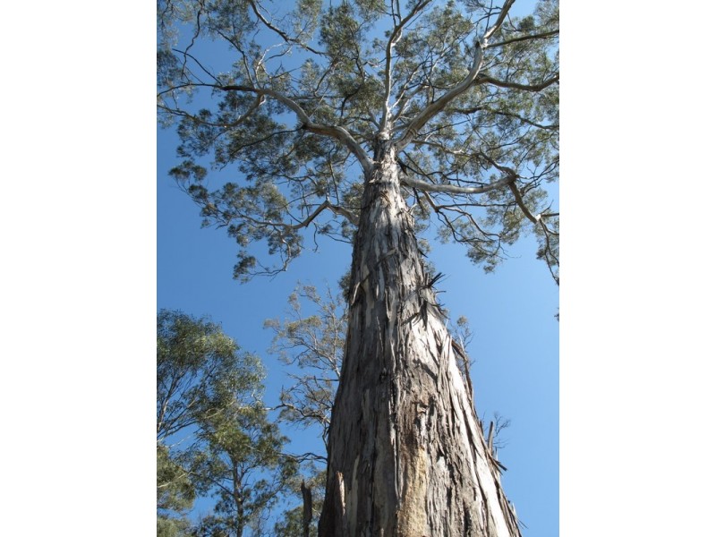 Lot 1 Arthur Highway, Port Arthur TAS 7182