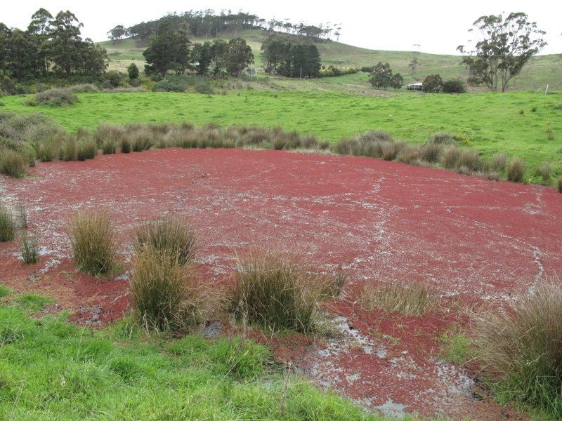 Lot 4 Woolleys Road, Kellevie TAS 7176