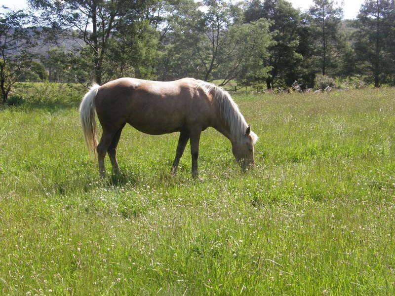 1096 Woodsdale Road, Levendale TAS 7120