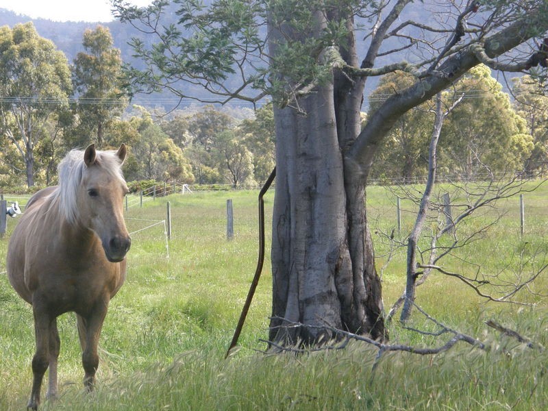 1096 Woodsdale Road, Levendale TAS 7120