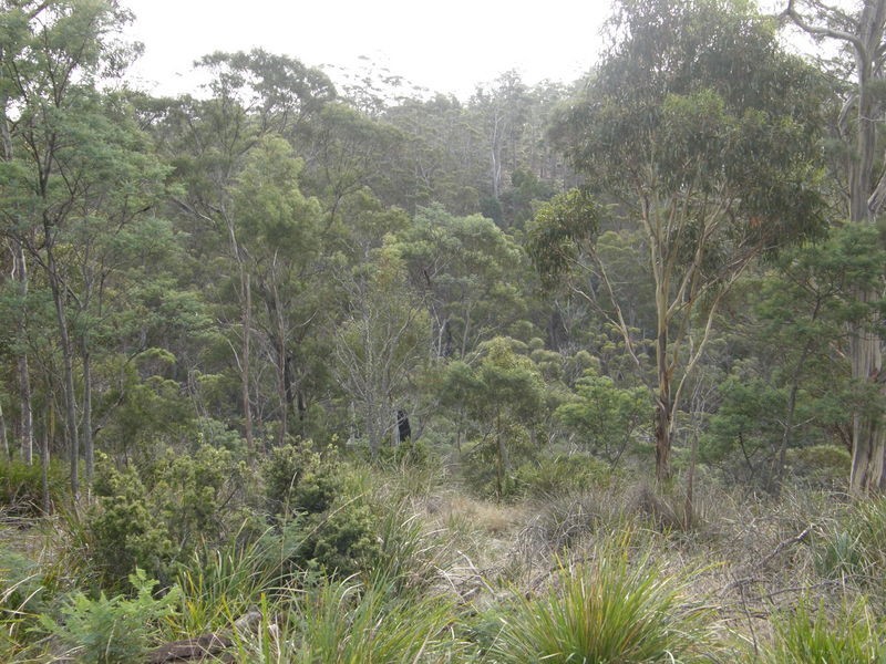 Lot 1 Montgomerys Road, Runnymede TAS 7190