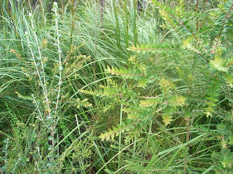 Lot 1 Nelsons Tier Road, Nugent TAS 7172