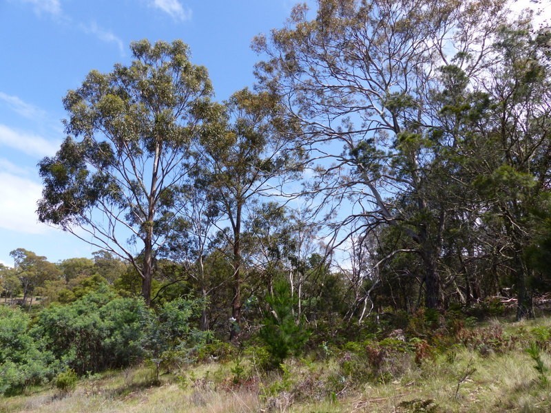219 Old Forcett Road, Forcett TAS 7173