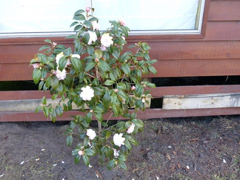 41 Moomere St, Carlton TAS 7173