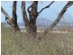 Lot 2, 85 Native Corners Road, Campania TAS 7026
