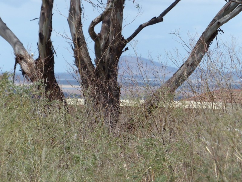 Lot 2, 85 Native Corners Road, Campania TAS 7026