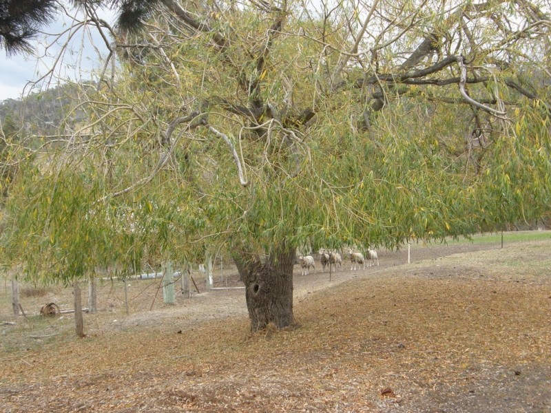 55 Winstead Road, Bagdad TAS 7030