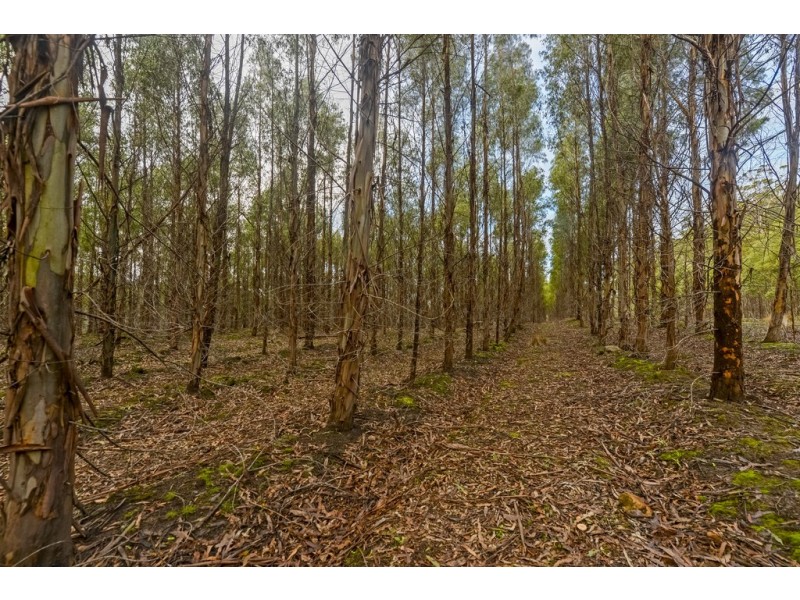 Lots 1 and 2/951 Sand River Road, Buckland TAS 7190