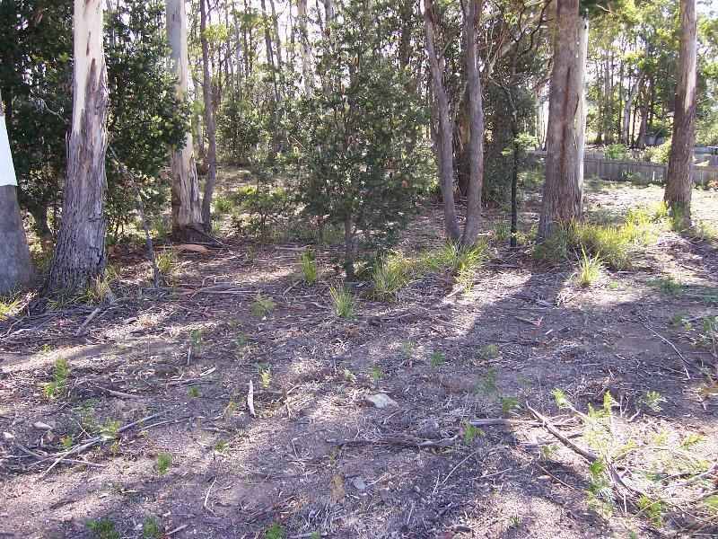 Lot 5 Gray Road, St Marys TAS 7215
