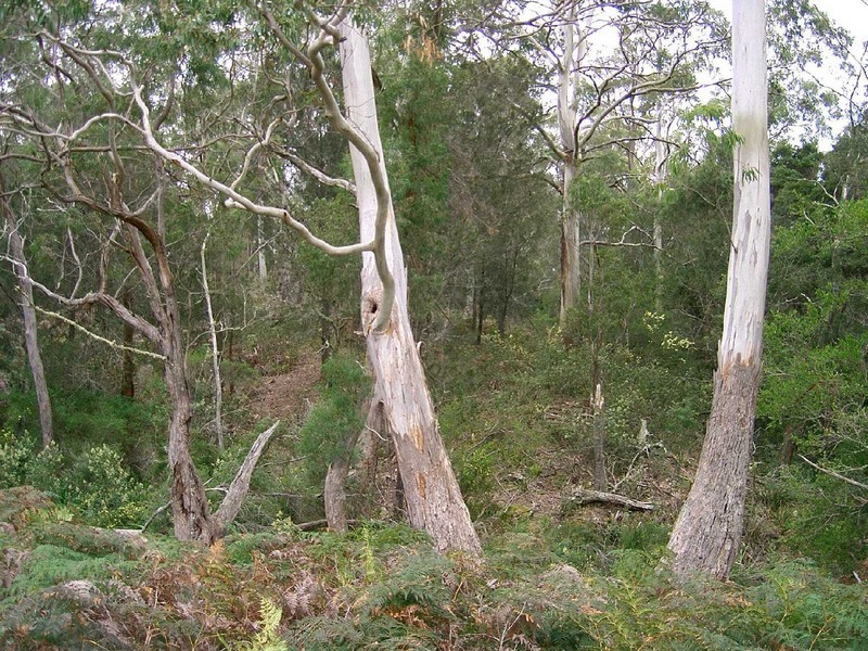 Lot 1 Canhams Road, St Helens TAS 7216