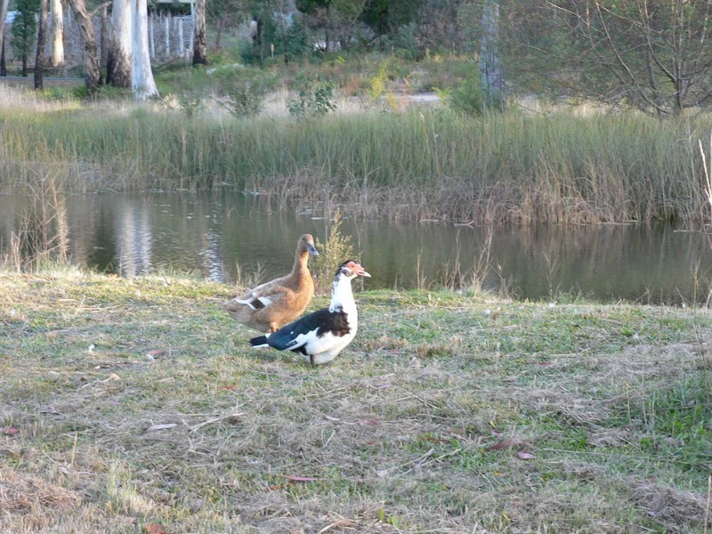 2/84 Upper Scamander Road, Scamander TAS 7215