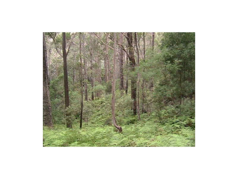 Lot 2 Nicklason Road, Pyengana TAS 7216