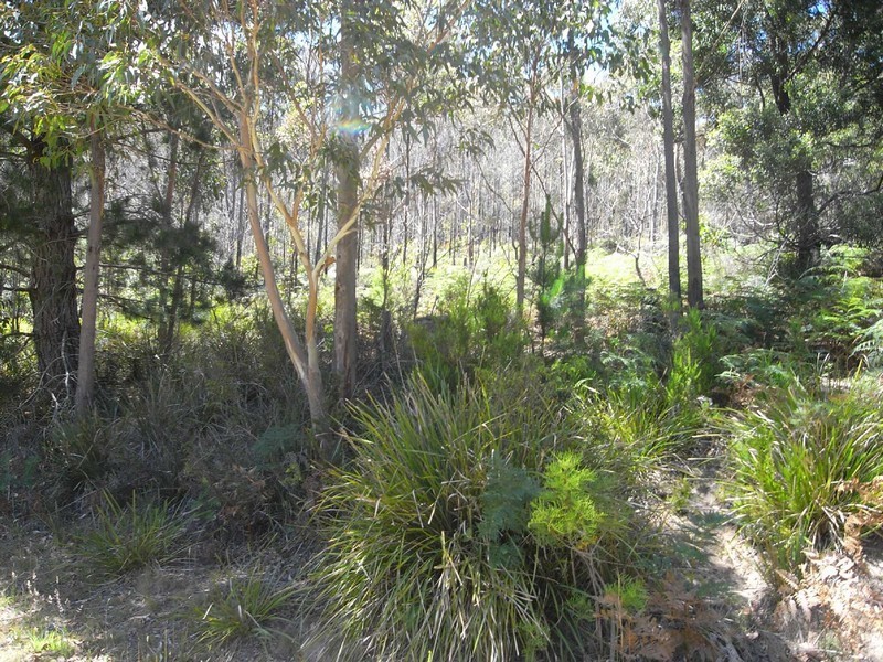 Lot 2 Nicklason Road, Pyengana TAS 7216