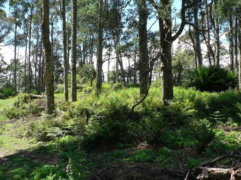 Lot 8 Lottah Road, Lottah TAS 7216