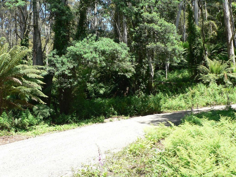 Lot 8 Lottah Road, Lottah TAS 7216