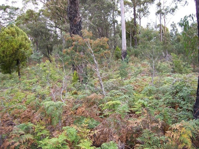 Lot 111 Upper Scamander Road, Scamander TAS 7215